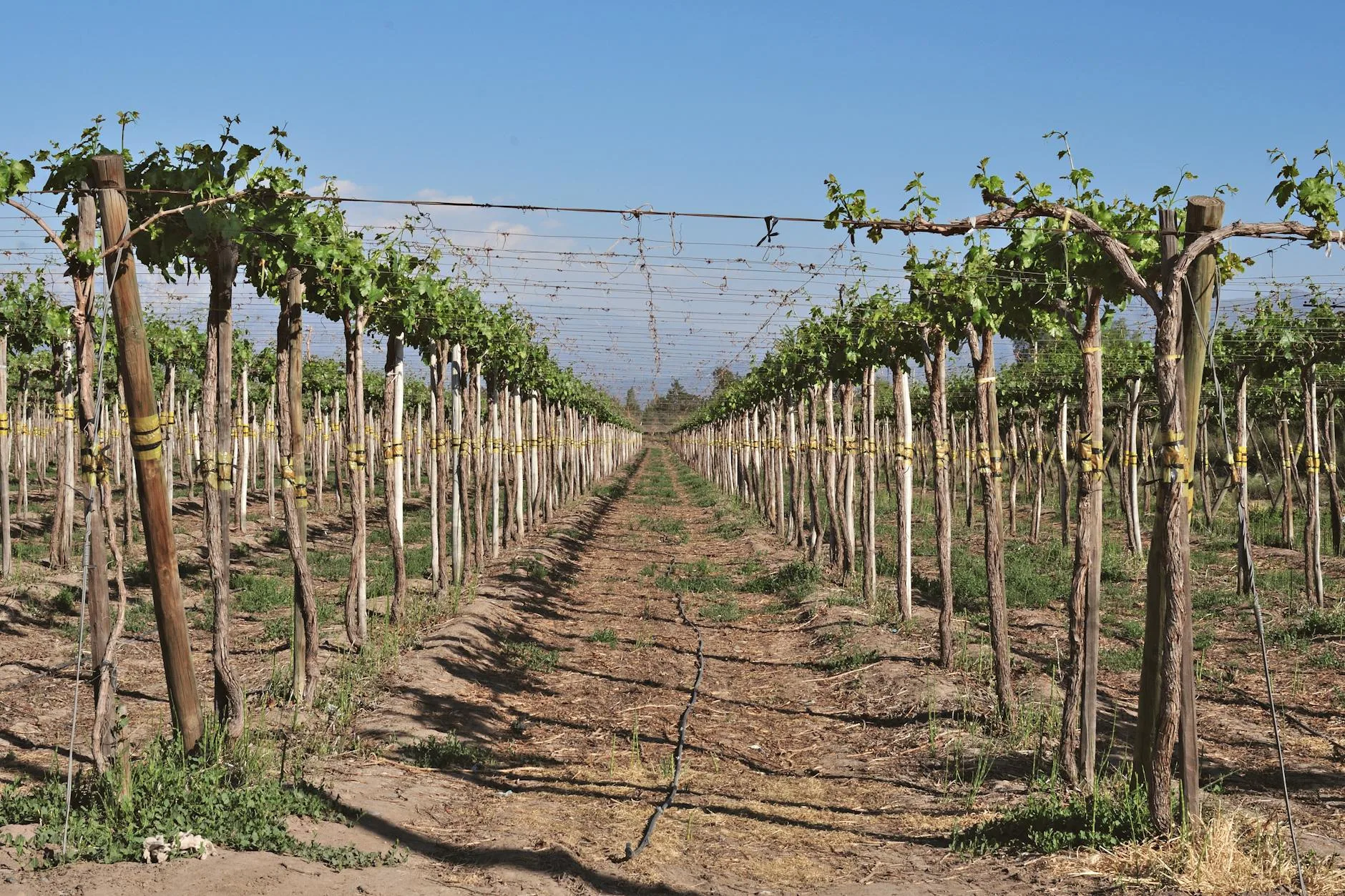 Les vins arméniens : une renaissance