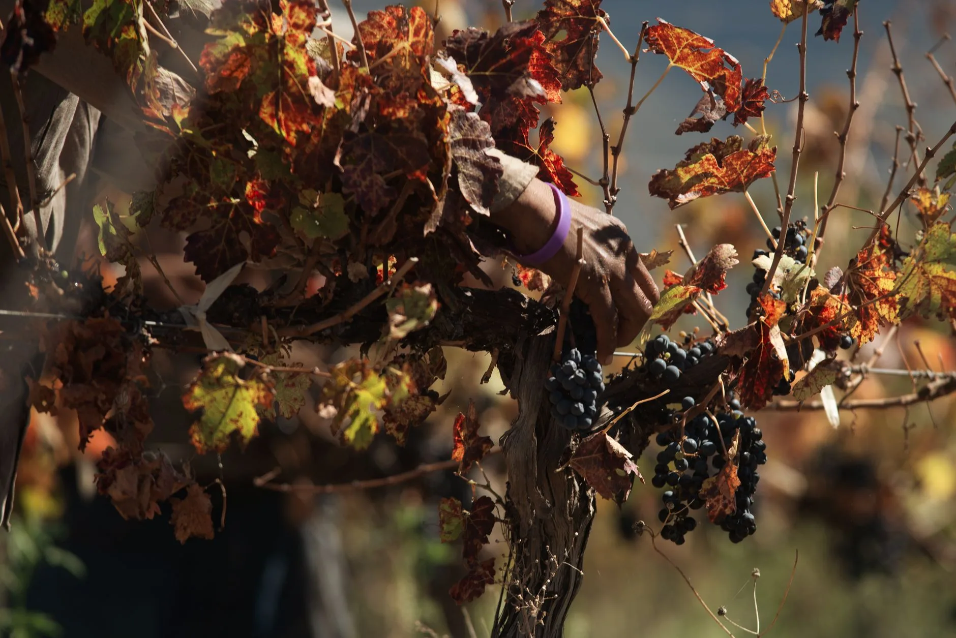 Main de vendangeur cueillant des grappes de raisin rouge sur un cep en automne