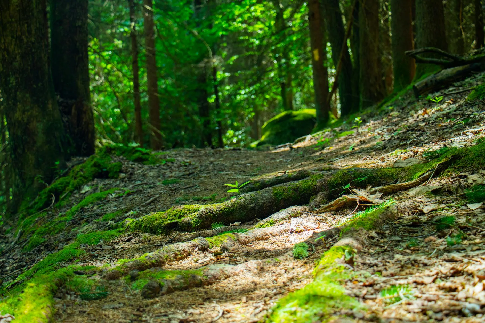 Parc National de Dilijan